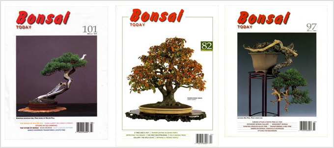 Two Beautiful Bonsai & Two Questions | Bonsai Bark