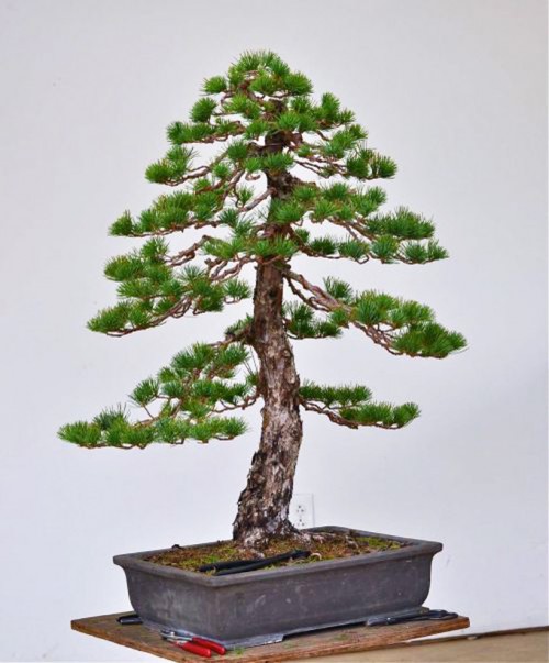 Making an Apex Look Like an Apex | Bonsai Bark