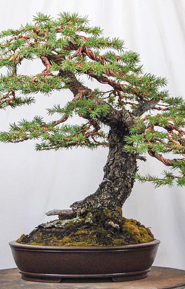 Colorado Blue Spruce, Before & After | Bonsai Bark