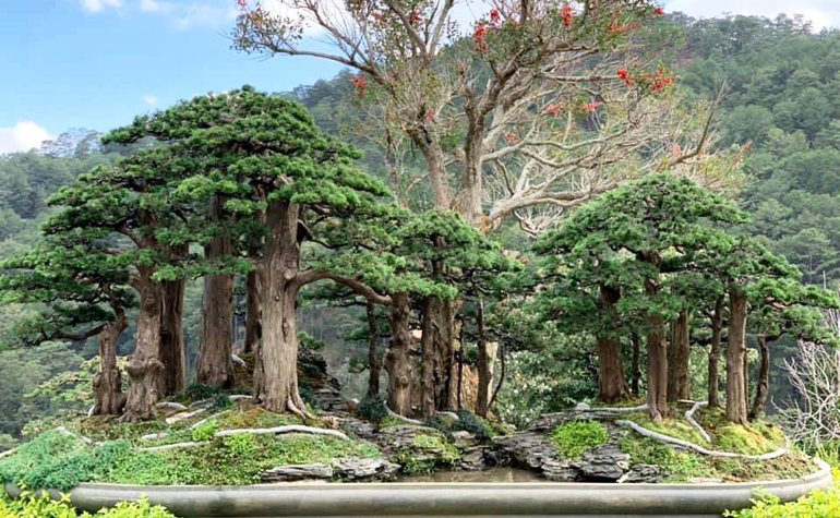 Powerful Realistic Bonsai Forest Stone Lantern