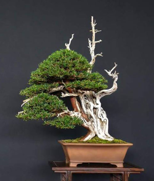 “I’m in Love with This Tree” Another Taxus by Andres & Setting the ...