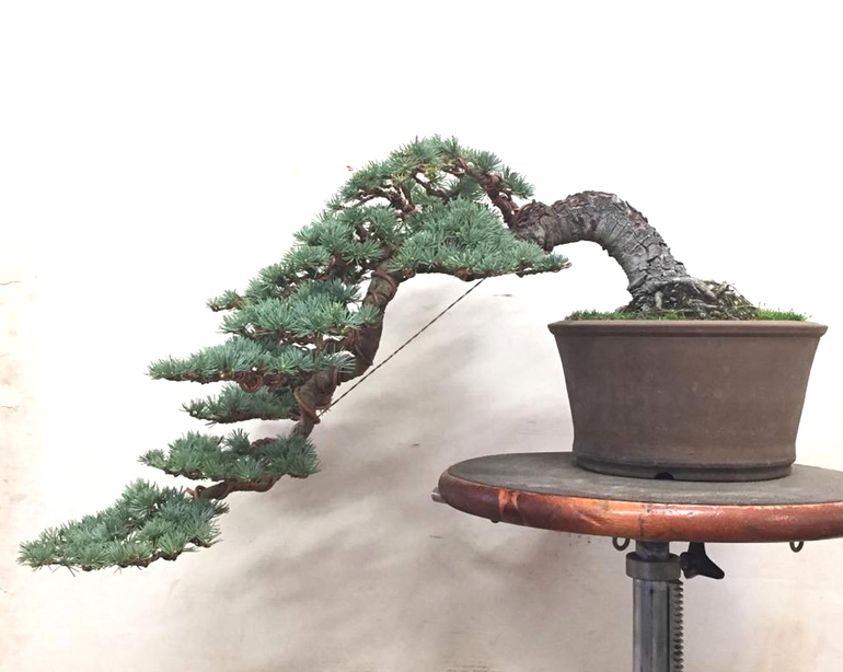 blue atlas cedar bonsai