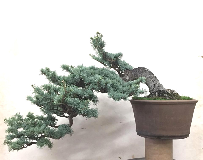 blue atlas cedar bonsai