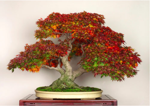 Japanese Maple Bonsai Through Three Seasons | Bonsai Bark