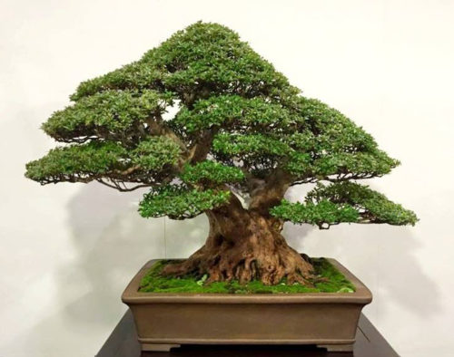 Gilding the Bonsai – Stone Lantern