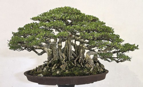 A Most Unusual & Provocative Bonsai Extravaganza | Bonsai Bark