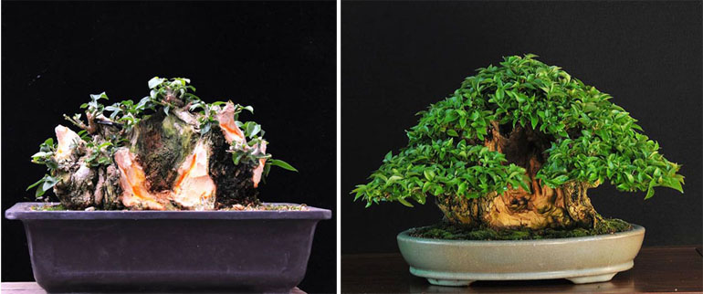 Bougainvillea Bonsai Schnitt