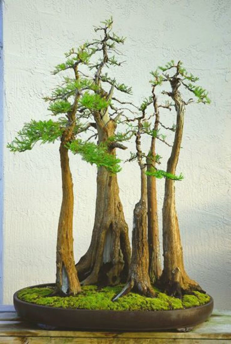 baldcypress5trees
