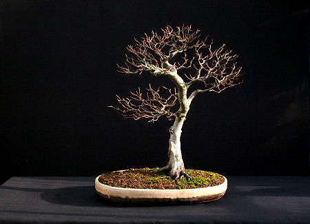 beech-bonsai-0109-4