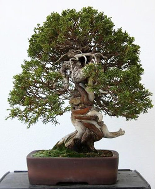 The Monk, Bonsai Before & After – Stone Lantern