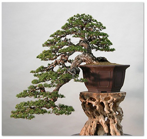 A Happy Bonsai Artist | Bonsai Bark