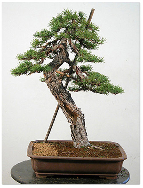 A Piece of Rebar, Some Nerve & More than a Little Skill | Bonsai Bark