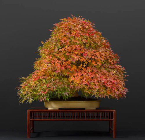 More Magnificent Maples – Stone Lantern