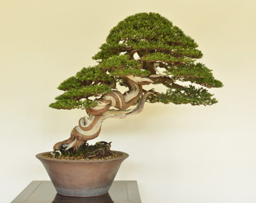 Crazy Shimpaku Bonsai | Bonsai Bark