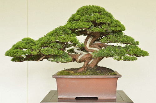 Crazy Shimpaku Bonsai | Bonsai Bark