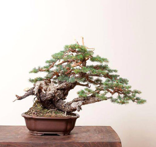 Bonsai Bark | Promoting and Expanding the Bonsai Universe | Page 21