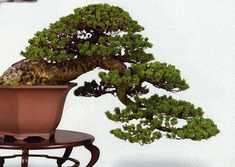 bonsai-calendar-inside-15cu