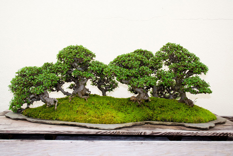 bonsai-chineseelmforest01