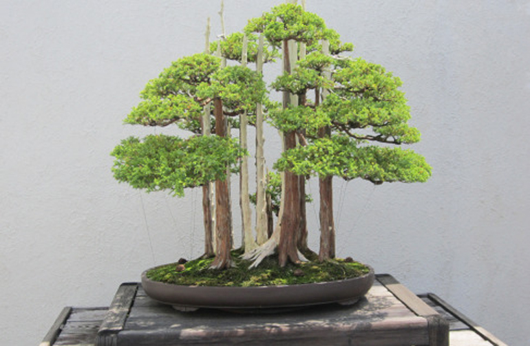 bonsai-museum-005