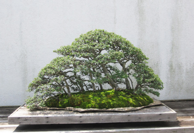 bonsai-museum-0081