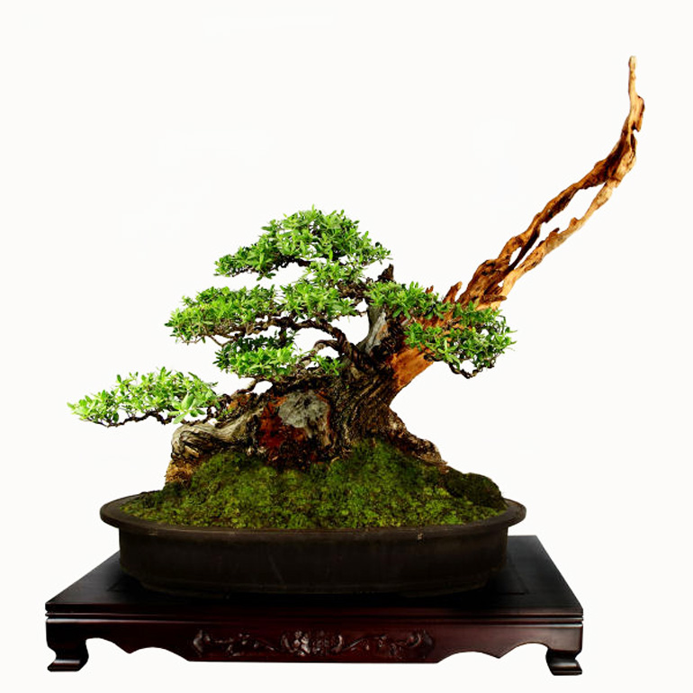 bonsai show HD (6)