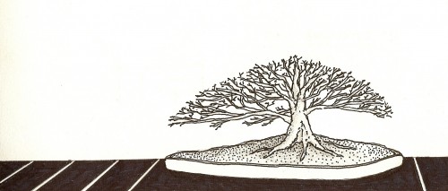 bonsai-sketch-cropped