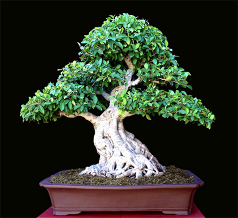 bonsai-south