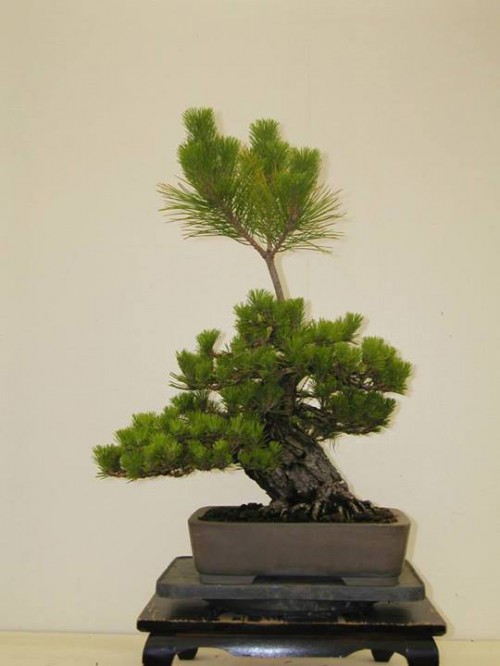 Boon’s Black Pine, Before & After | Bonsai Bark