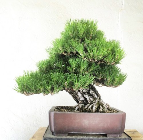 Black Pine Bonsai – Before & After (Seriously) | Bonsai Bark