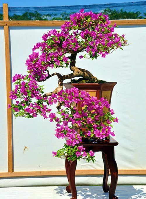 Brilliant Bonsai And Bougainvillea Bracts Bonsai Bark