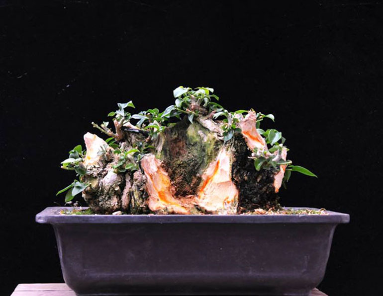 Bougainvillea Bonsai Schnitt