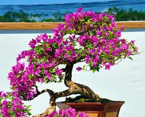 Brilliant Bonsai & Bougainvillea Bracts | Bonsai Bark