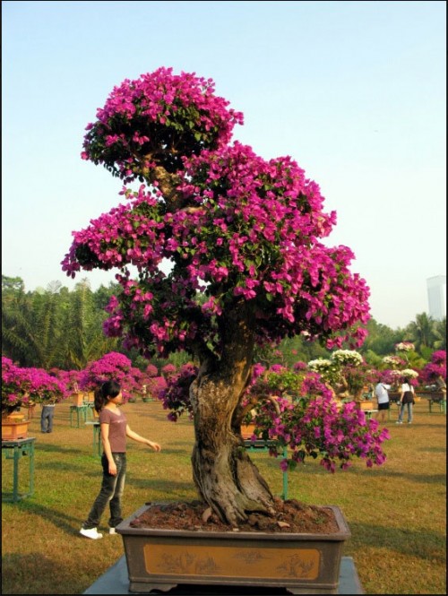 Bougainvillea Bonsai: Brilliant Or A Little Too Brazen? | Bonsai Bark