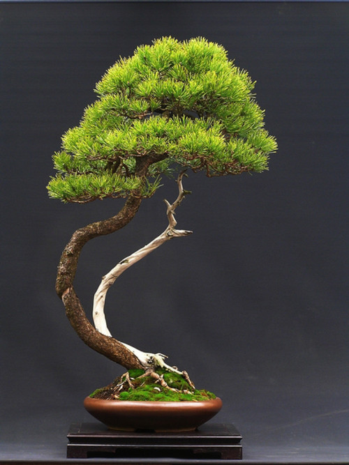 Bonsai Art, Circles & Curves | Bonsai Bark