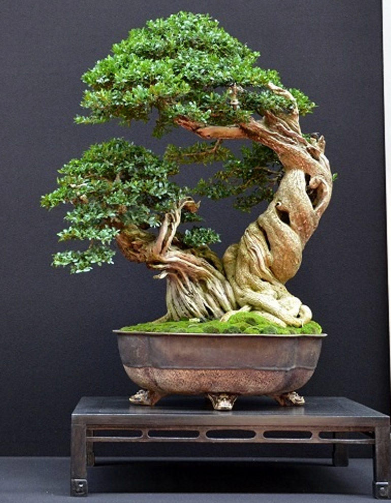 Boxwood Bonsai Tree