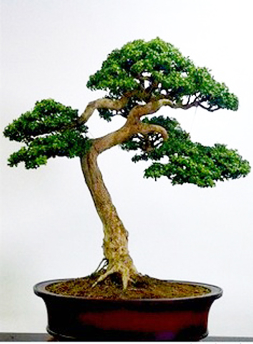 boxwood-bonsai-natl-arb-yugi