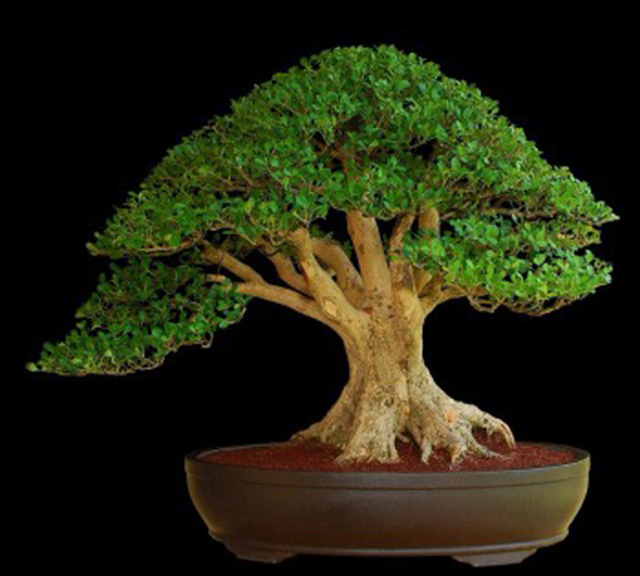 boxwood-bonsai-owner-unknown