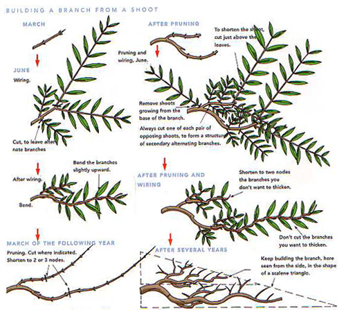 branching-tips-six-more-days-bonsai-bark