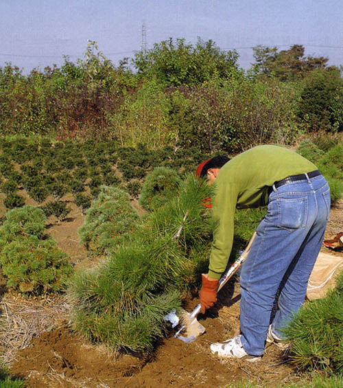 bt75-p44-field-digging-corrected5