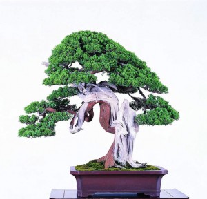 Silk Carving & Some of the Best Bonsai in the World | Bonsai Bark