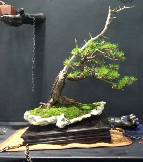 More Broken Chains | Bonsai Bark