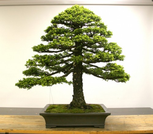 Bonsai Blogs: A Quick Web Journey | Bonsai Bark