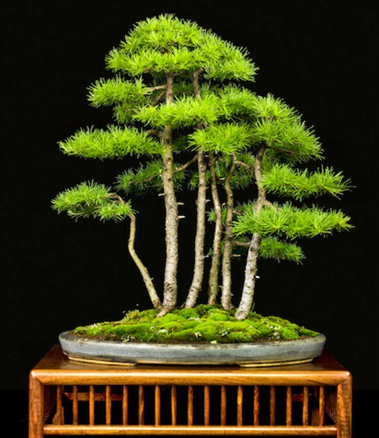 A Remarkable Bonsai  Two Questions the Boreal Forest  