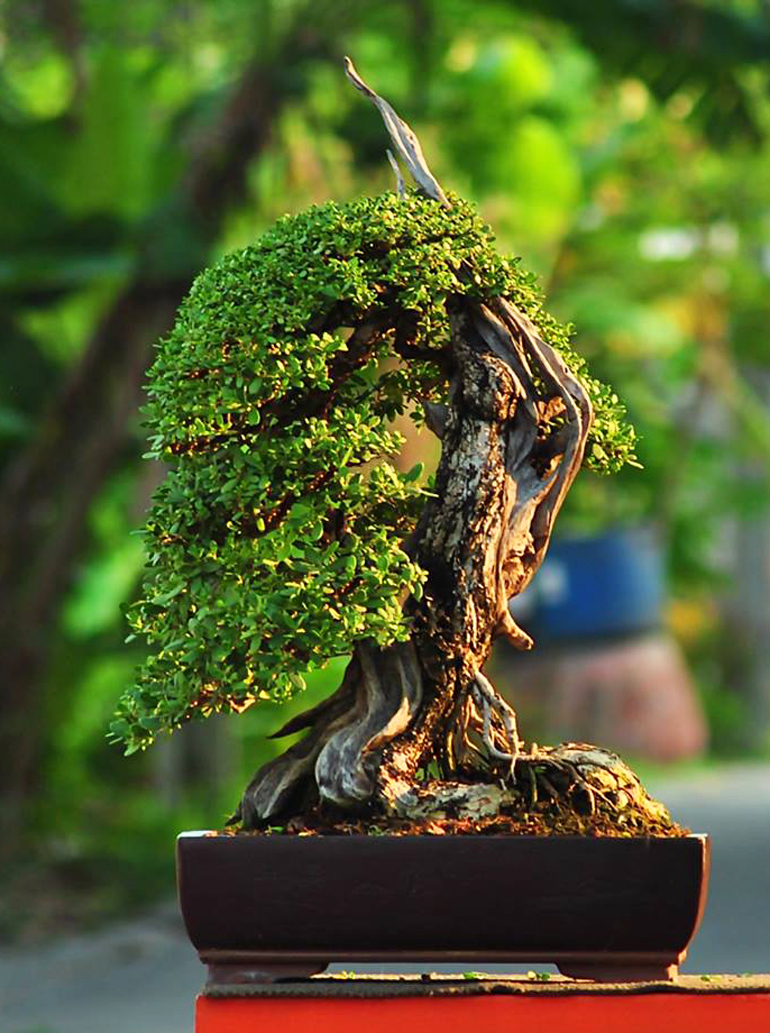 Seki-joju Miniature Wire Bonsai Tree