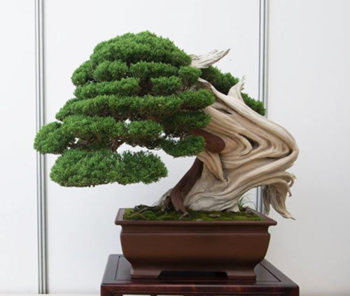 Confused About Itoigawa, Kishu & Shimpaku Junipers? 