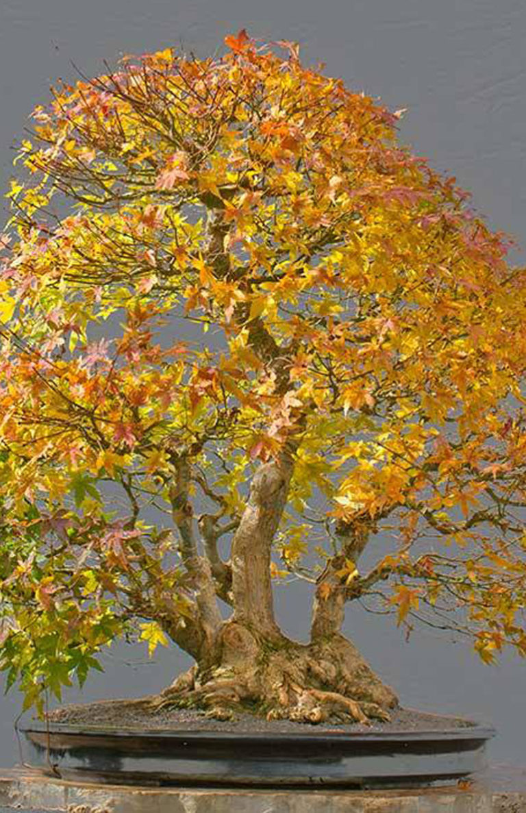 Japanese Maple Bonsai with a Natural Look Bonsai Bark