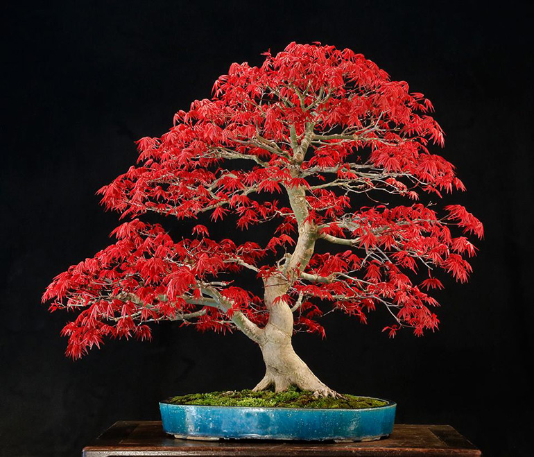 Two Maple Bonsai Looking Kind Of Good Today Bonsai Bark