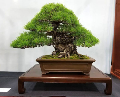 Quality Bonsai Deserves Quality Stands – Stone Lantern