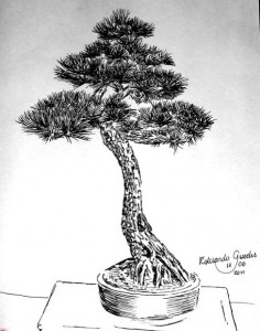 Draw! (Your Bonsai) | Bonsai Bark