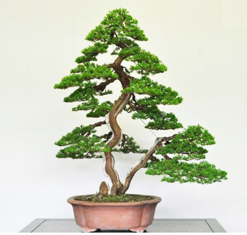 Power, Elegance & a Bonsai Youth Movement | Bonsai Bark